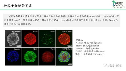 神經干細胞與人體干細胞技術 開發現狀與應用前景簡述