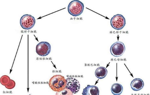 白血病無傳染性，家屬為何仍需佩戴口罩？深入解析人體干細胞技術的應用