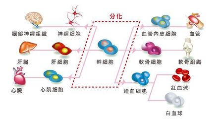 干細胞注射抗衰老的科學依據與應用挑戰 如何實現精準分化？